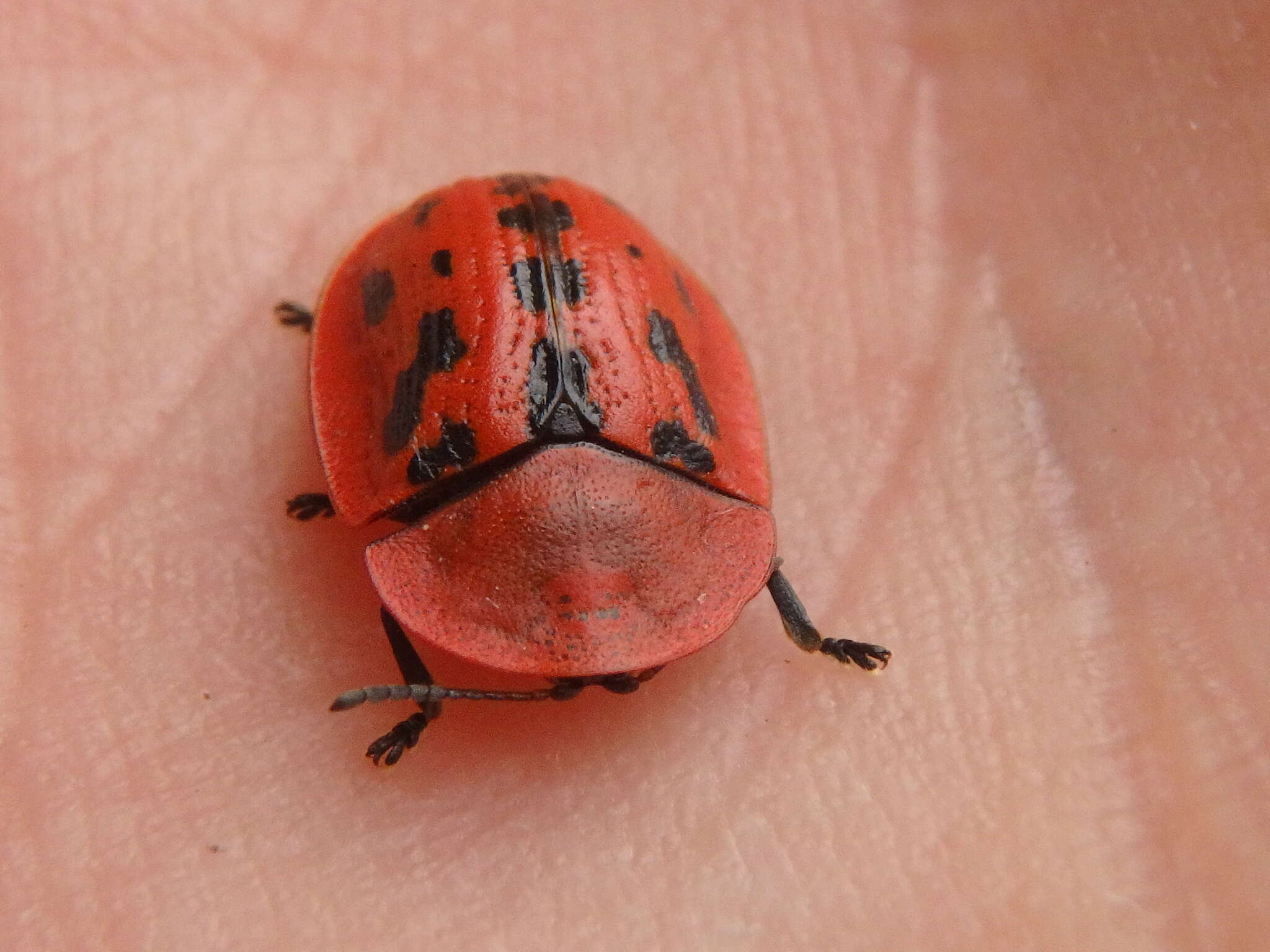 Image of Fleabane tortoise beetle