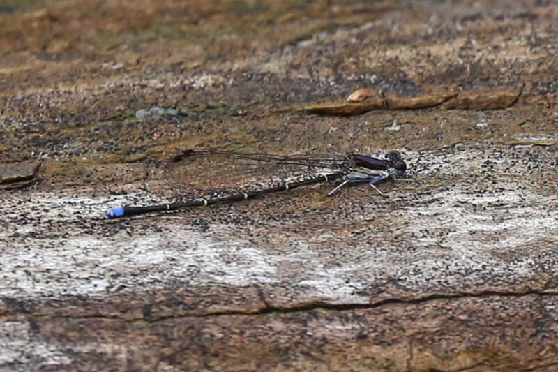 Image of Blue-tipped Dancer