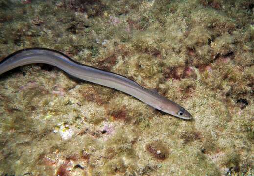 Image of Conger Eel