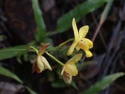 Imagem de Spathoglottis pubescens Lindl.