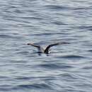 Image of Persian Shearwater