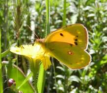 Image of clouded yellow