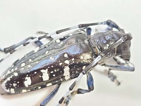 Anoplophora glabripennis (Motschulsky 1854) resmi