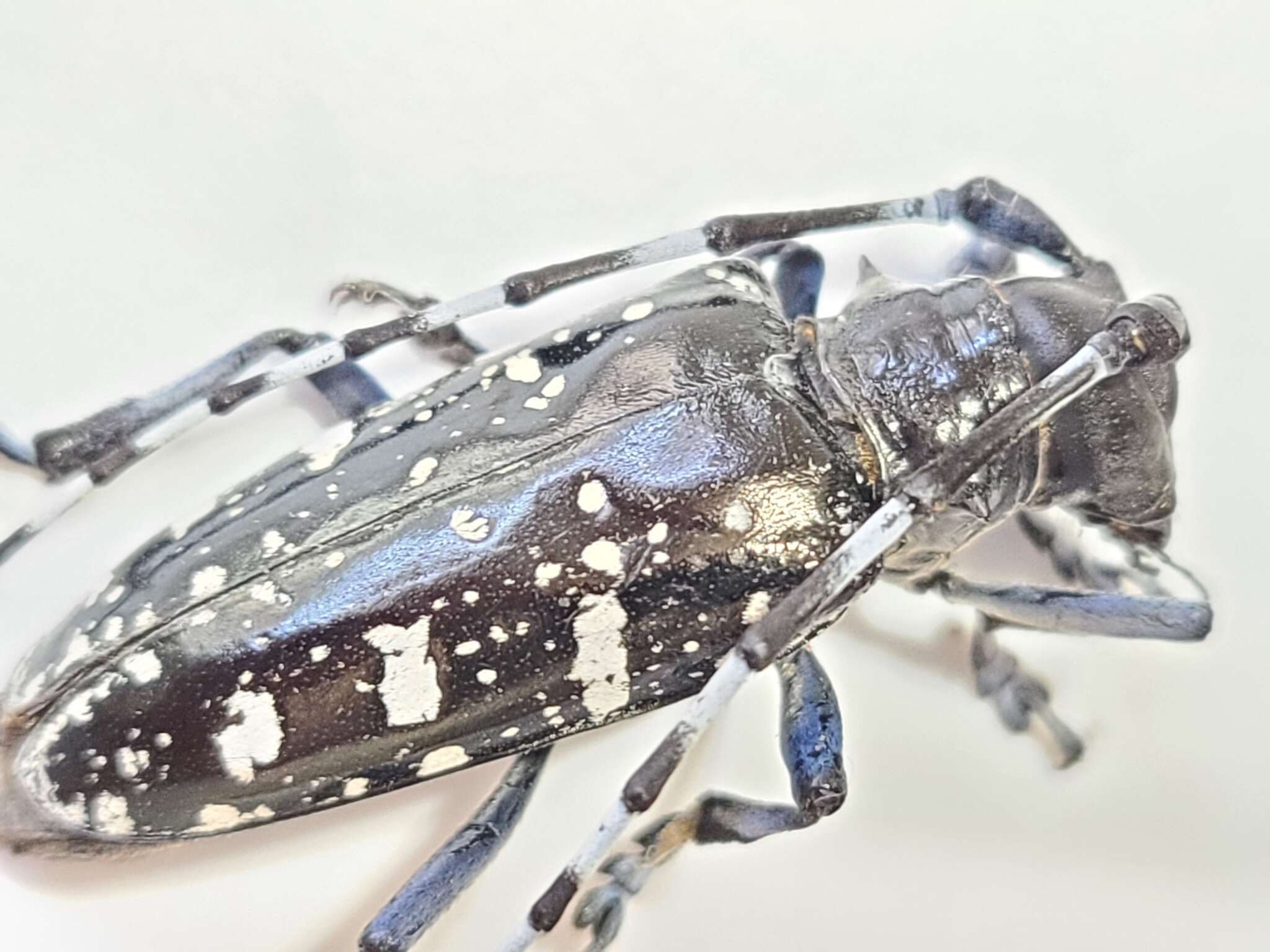 Image of Asian Longhorned Beetle