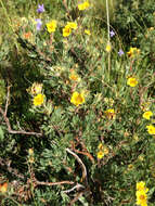 Image of Dasiphora fruticosa subsp. floribunda (Pursh) Kartesz