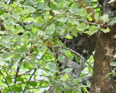 Image of African Yellow White-eye