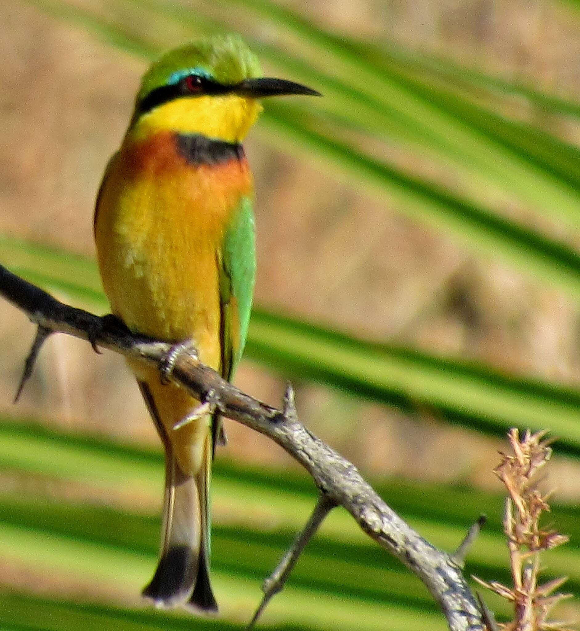 Image of Merops pusillus meridionalis (Sharpe 1892)