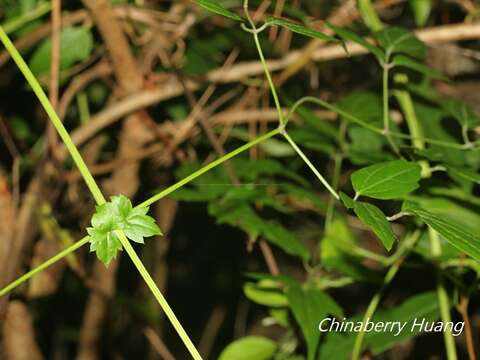 Слика од Clematis peterae var. lishanensis (T. Y. Yang & T. C. Huang) W. T. Wang