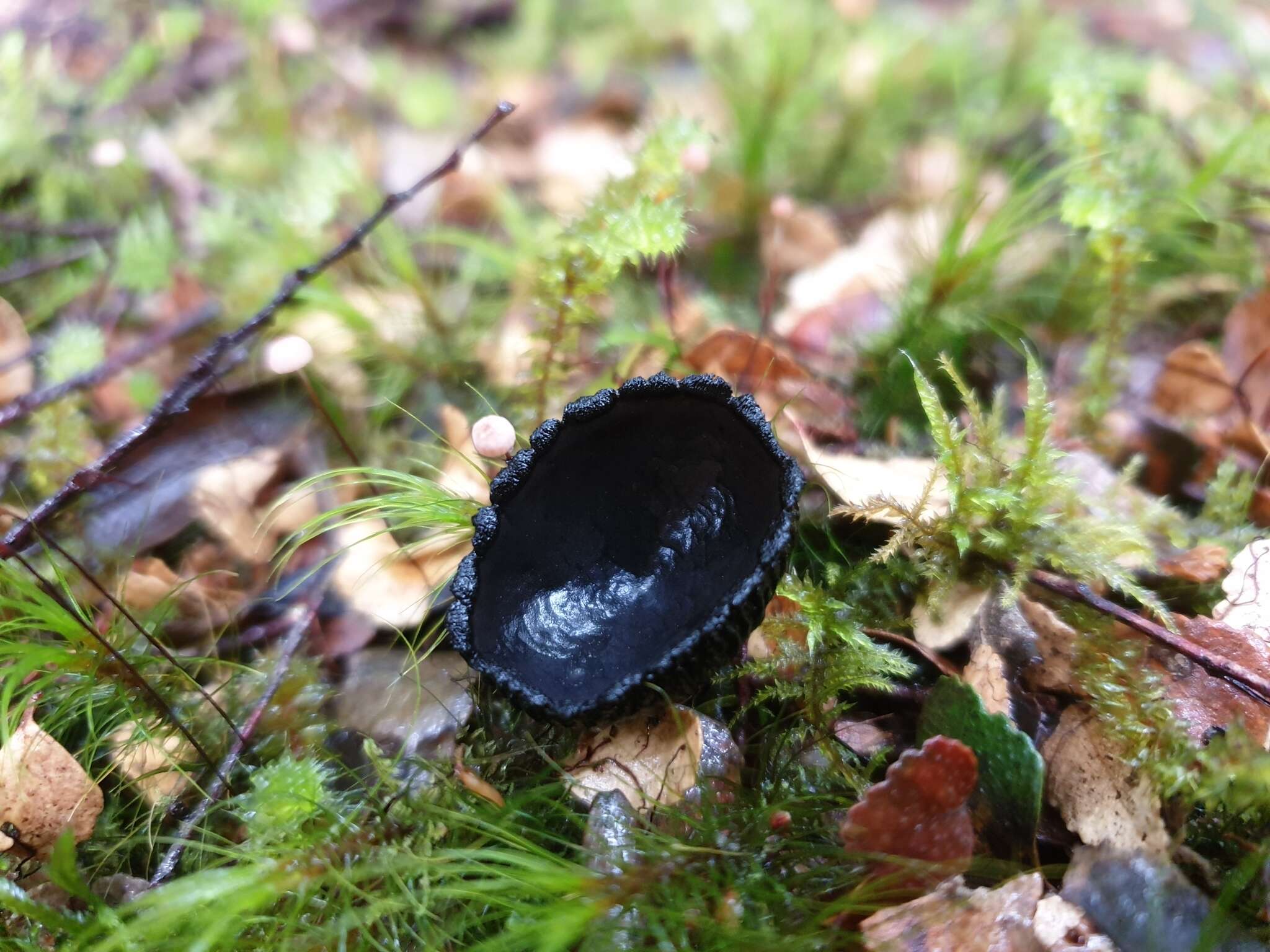 Image of Aleurina calospora (Rifai) Korf & W. Y. Zhuang 1986