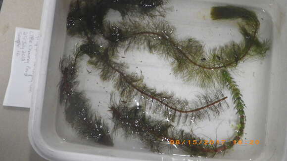 Imagem de Myriophyllum heterophyllum Michx.