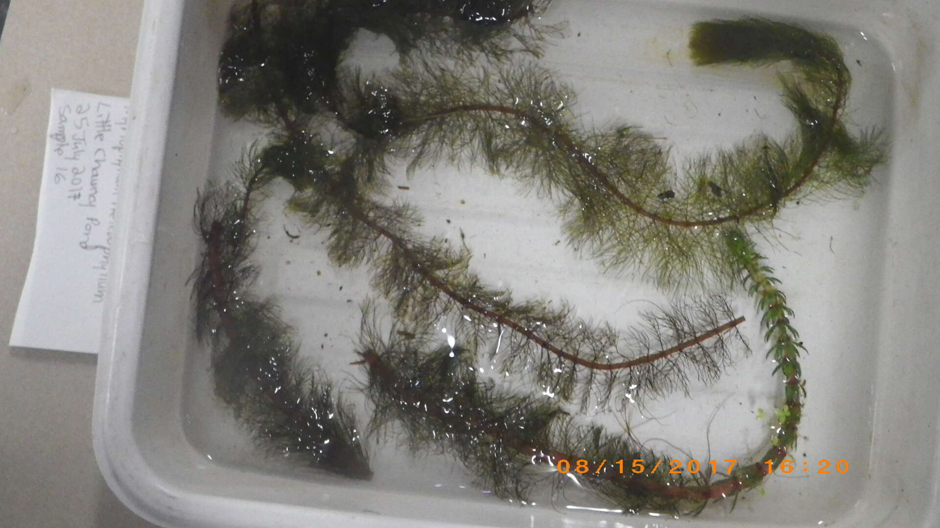 Myriophyllum heterophyllum Michx. resmi