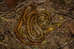 Image of Chinese Leopard Snake