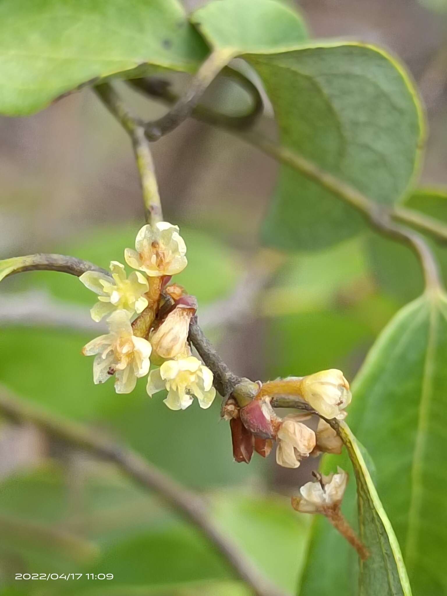 Image of Lindera aggregata (Sims) Kosterm.