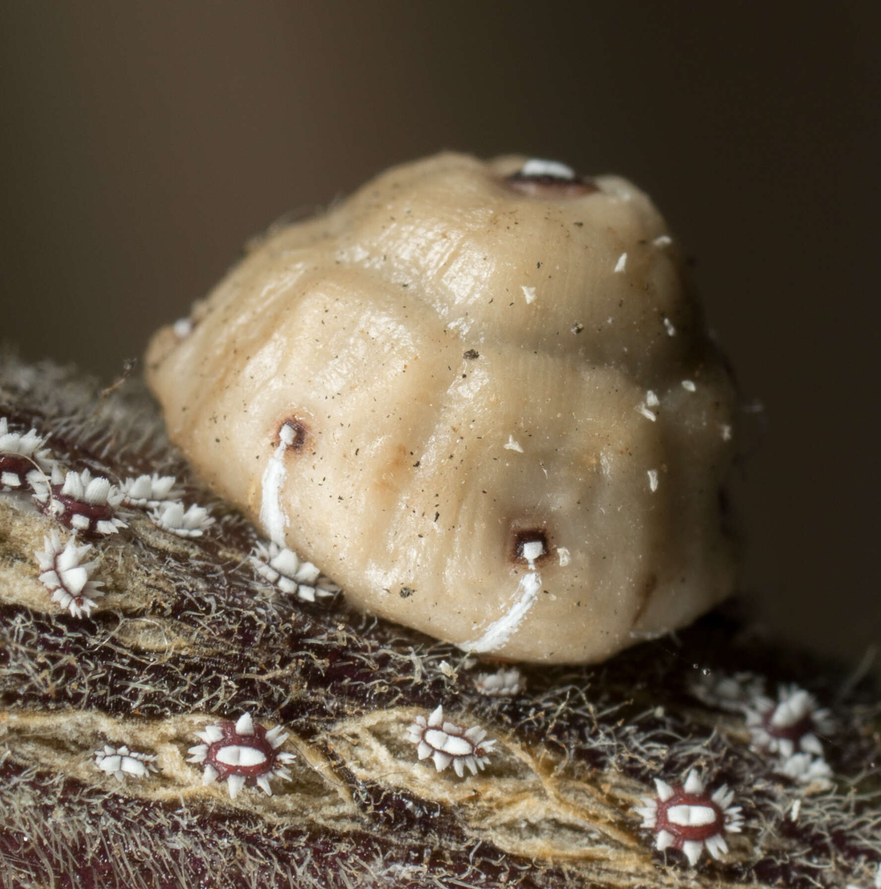 Image of Barnacle scale