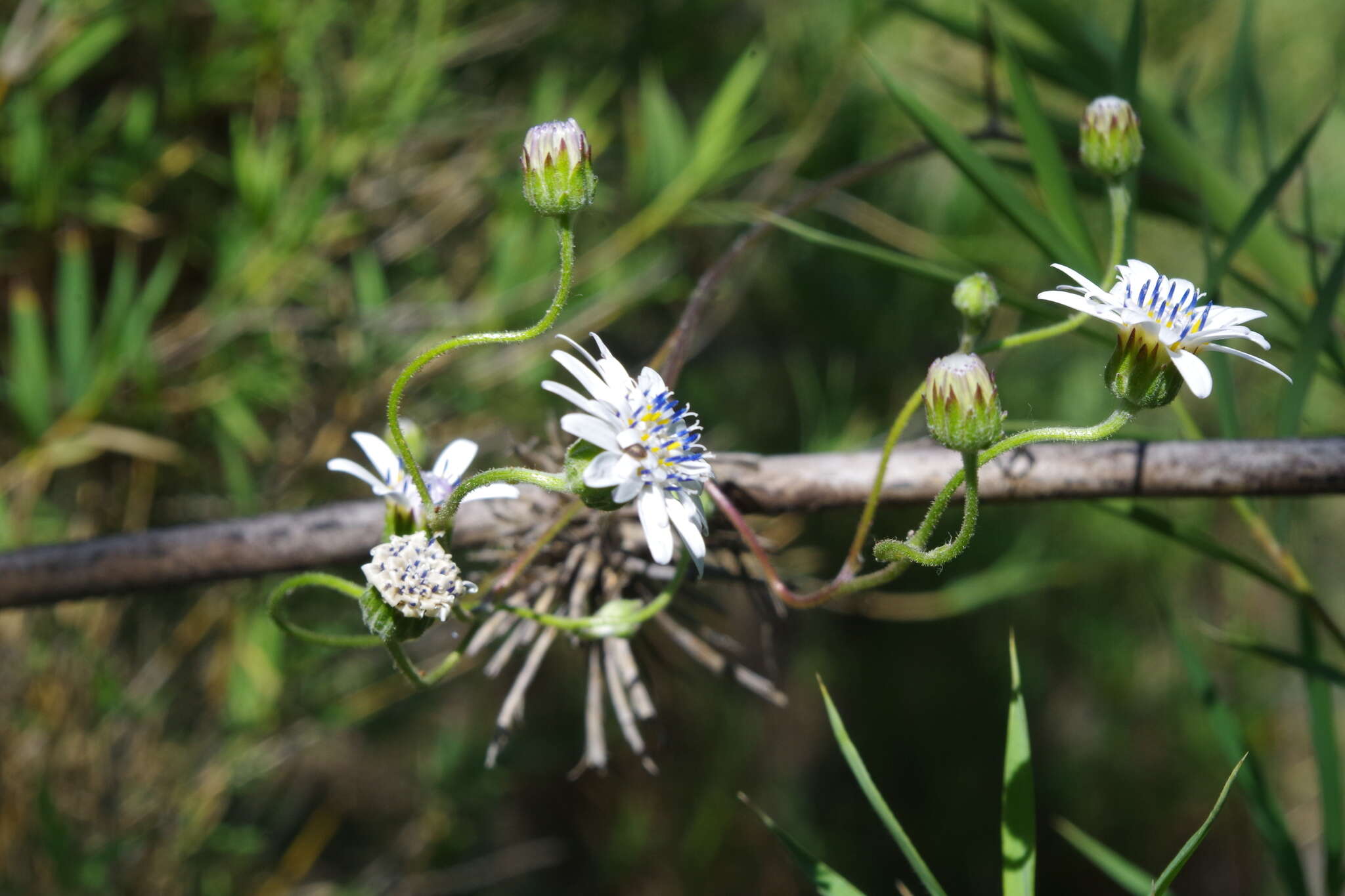 Leucheria hieracioides Cass. resmi