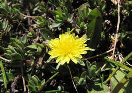 Image of Taraxacum zealandicum Dahlst.
