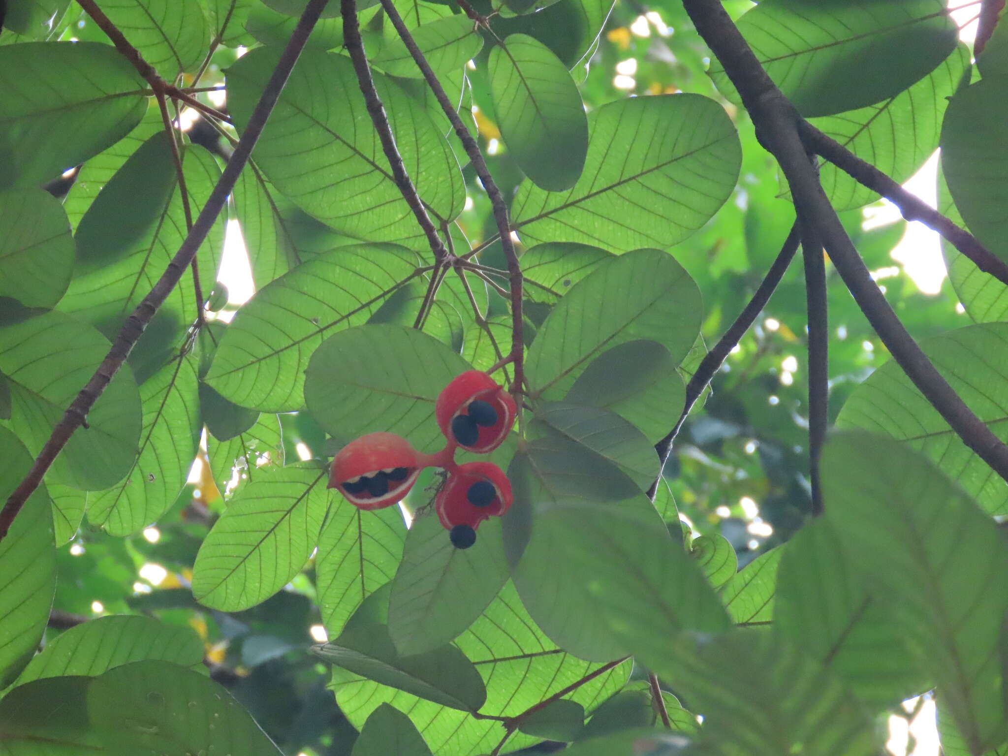 Imagem de Sterculia cordata Bl.