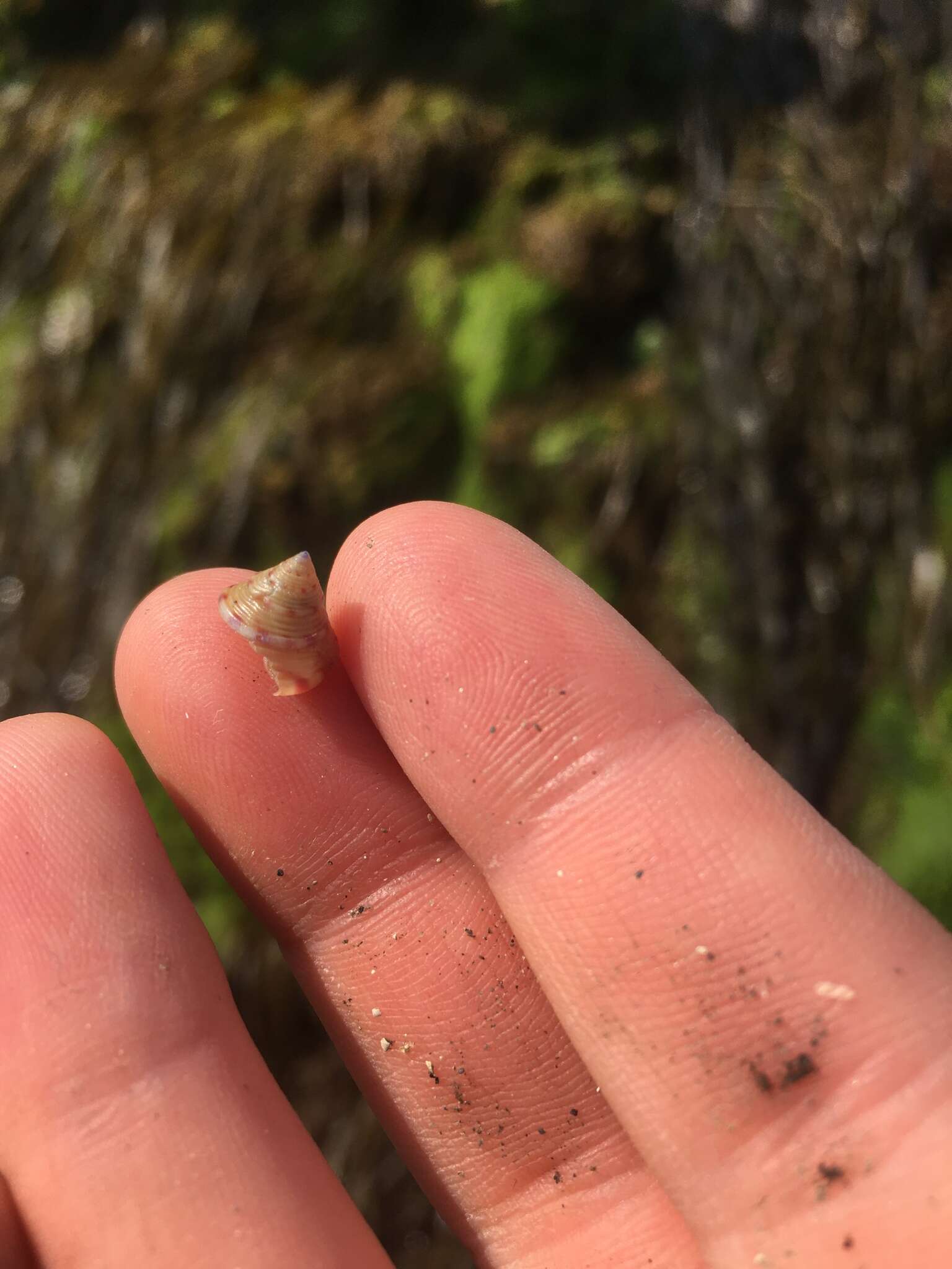 Sivun Calliostoma zizyphinum (Linnaeus 1758) kuva