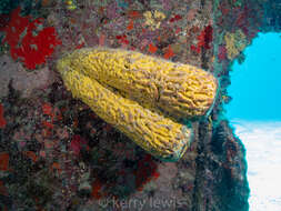 Image of convoluted barrel sponge