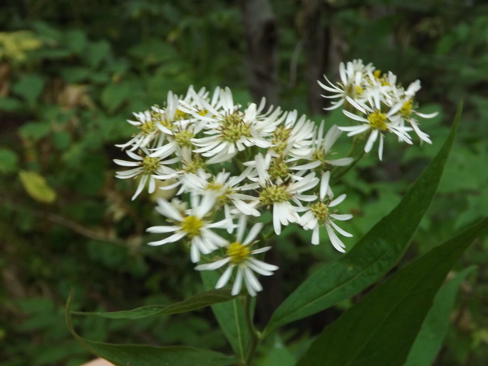 Image of Aster glehnii