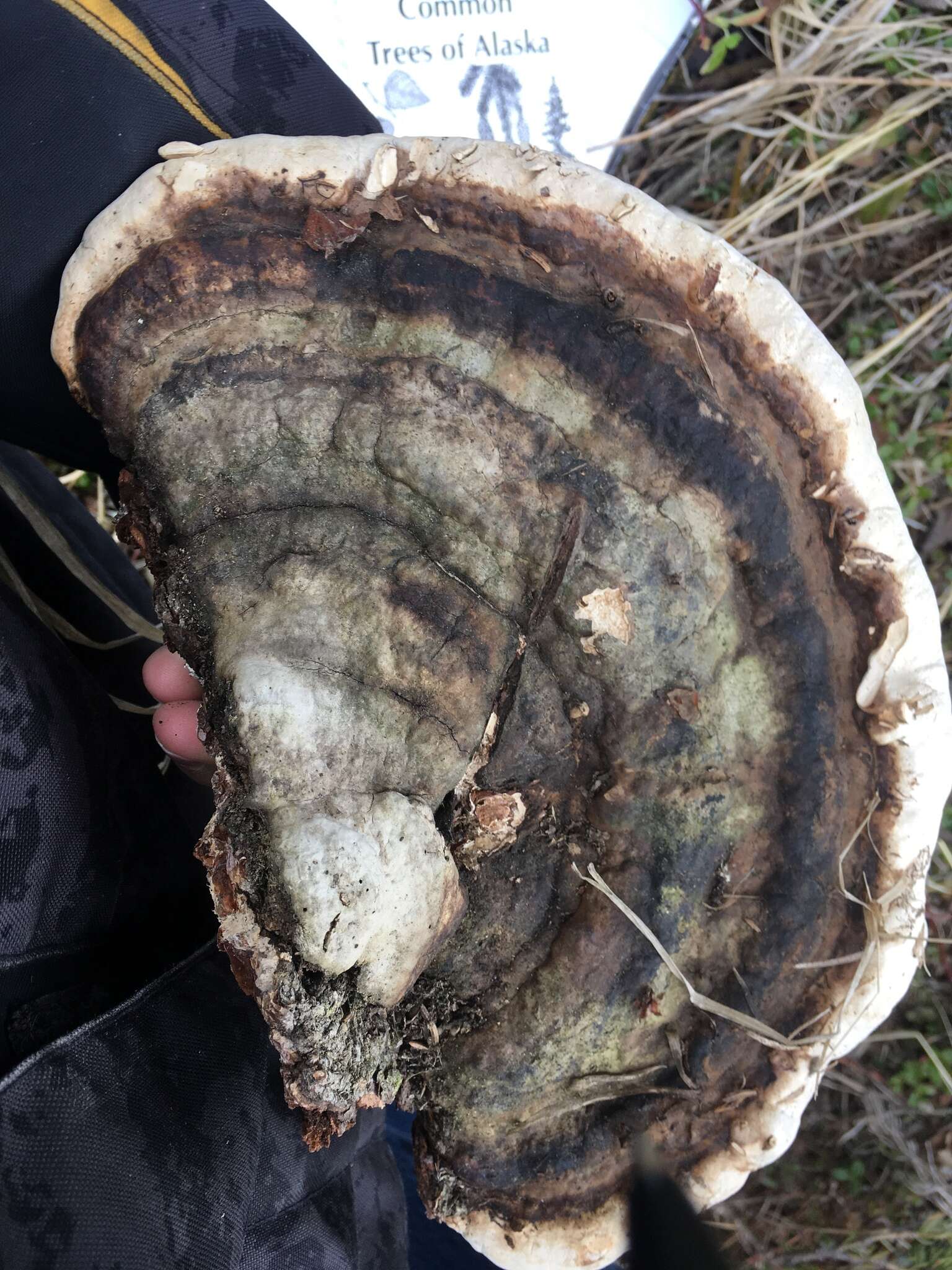 Image of Fomitopsis ochracea Ryvarden & Stokland 2008