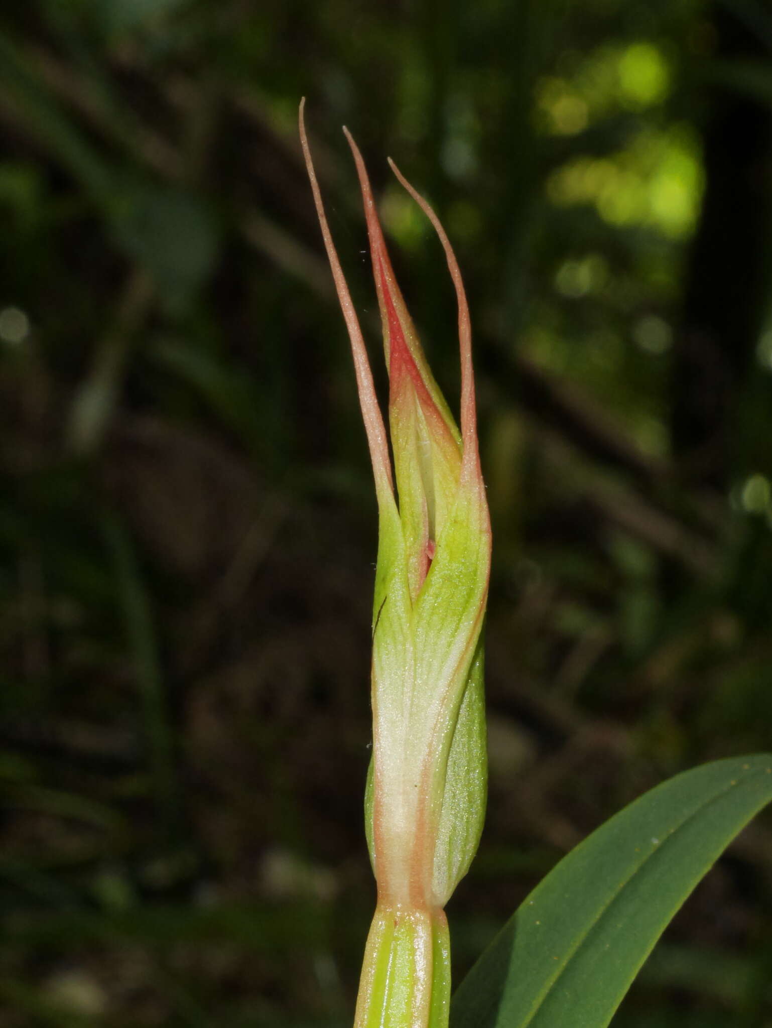 Image of Pterostylis cardiostigma D. Cooper