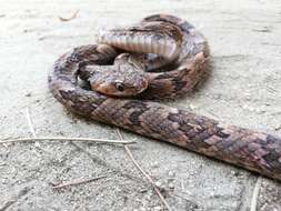 Image of Coastal Lyre Snake