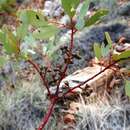 Image of Eucalyptus trivalva Blakely