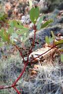 صورة Eucalyptus trivalva Blakely