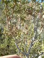 Imagem de Juniperus californica Carrière