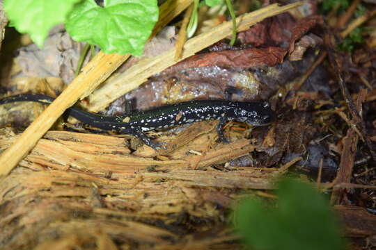 Image of Plethodon aureolus Highton 1984