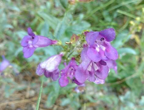 Image of azure penstemon