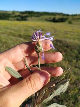 Image of Centaurea fuscomarginata (K. Koch) Juz.