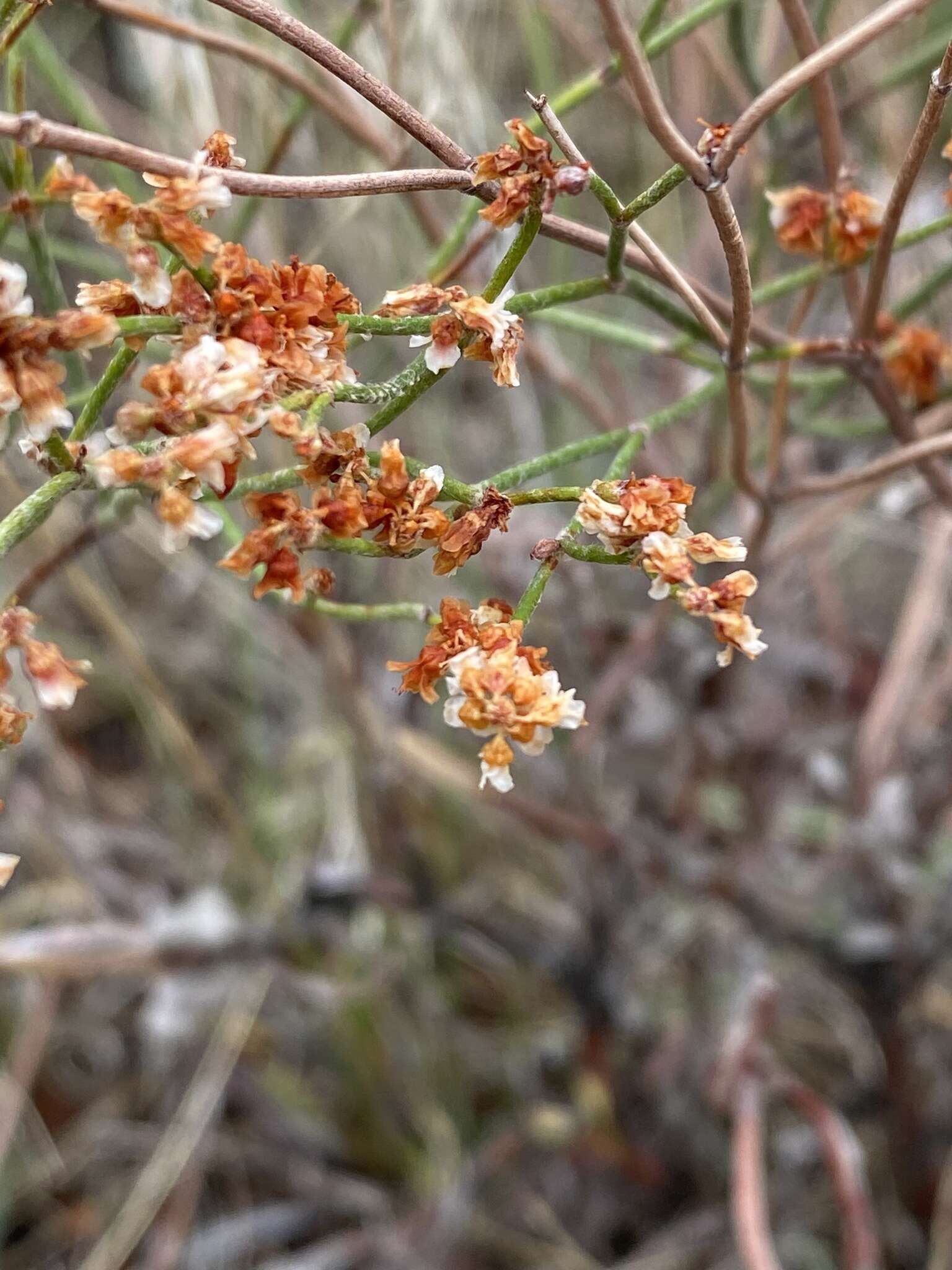 Image of spreading buckwheat