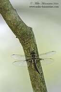 Image of Mantled Baskettail