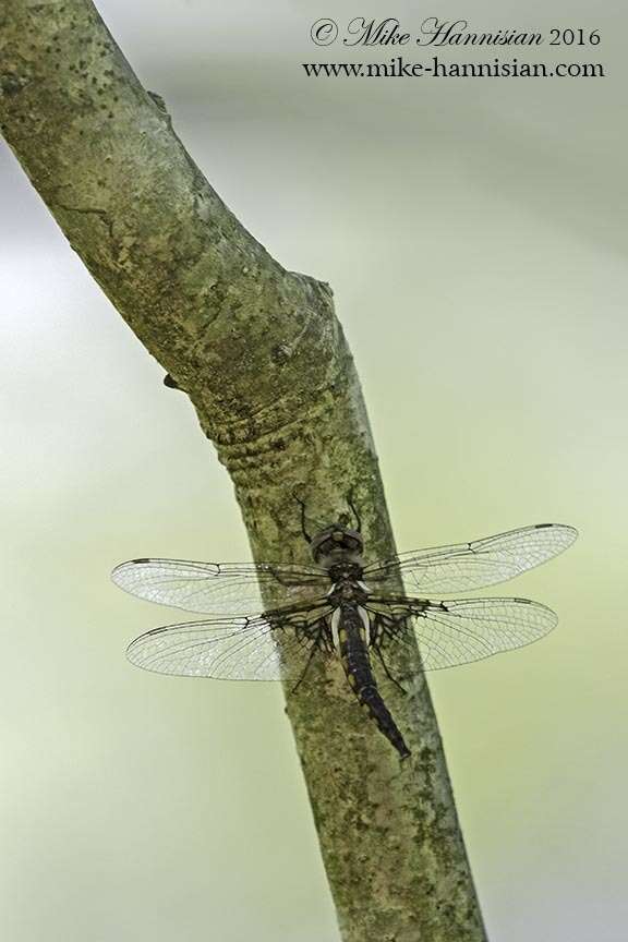 Image of Mantled Baskettail