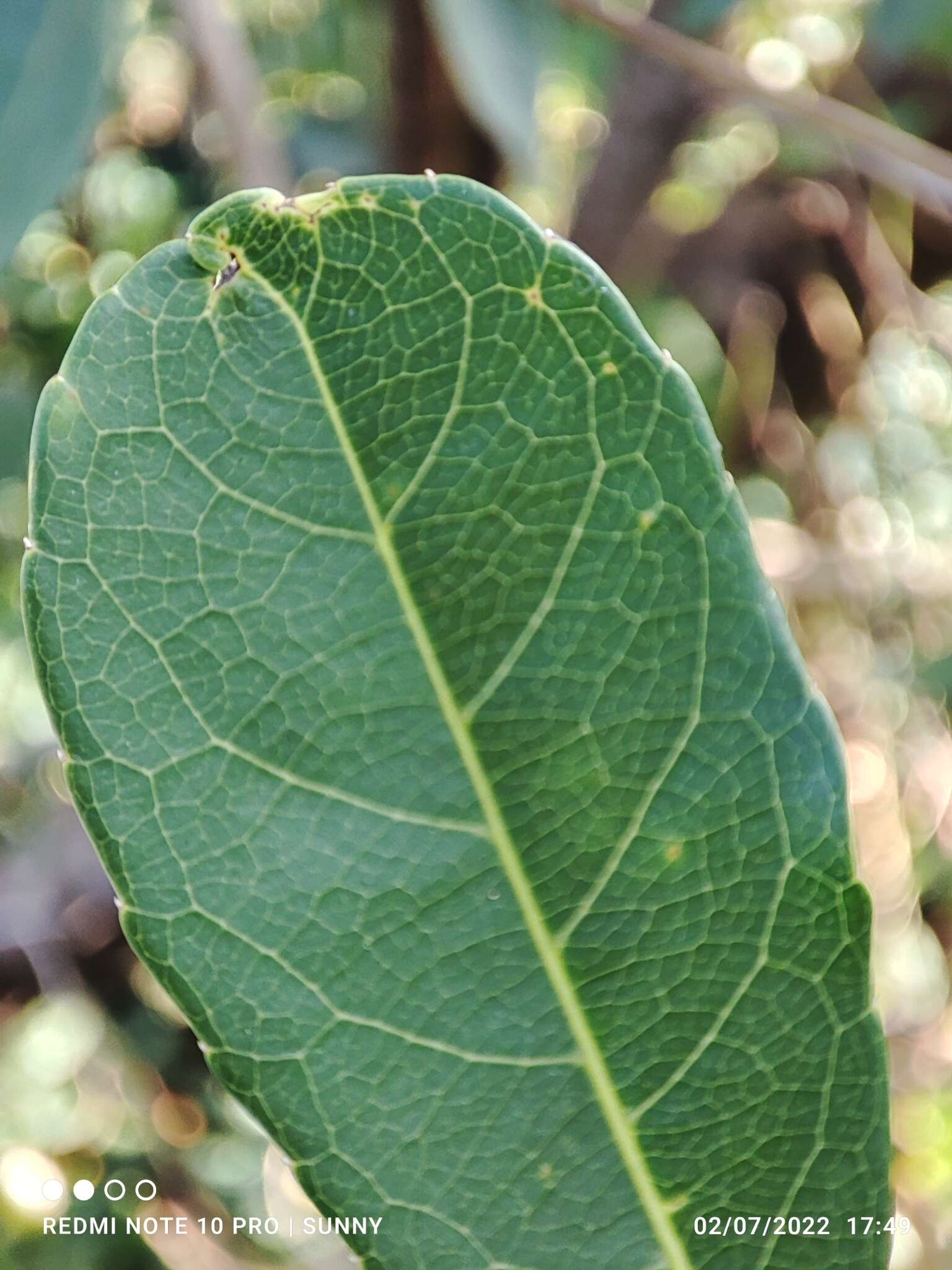 Image of Elaeocarpus pedunculatus Wall.