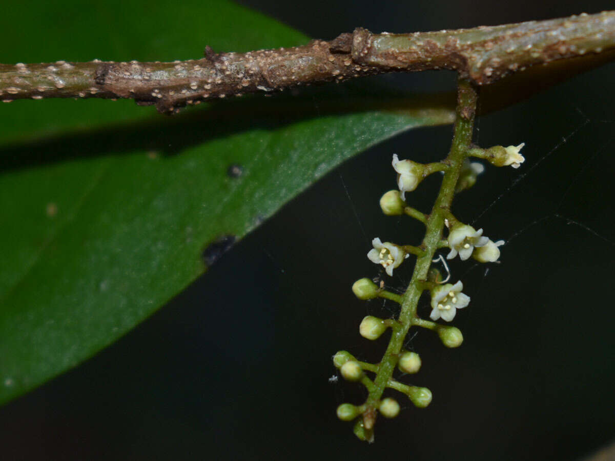 Sivun Maesa haplobotrys F. Muell. kuva