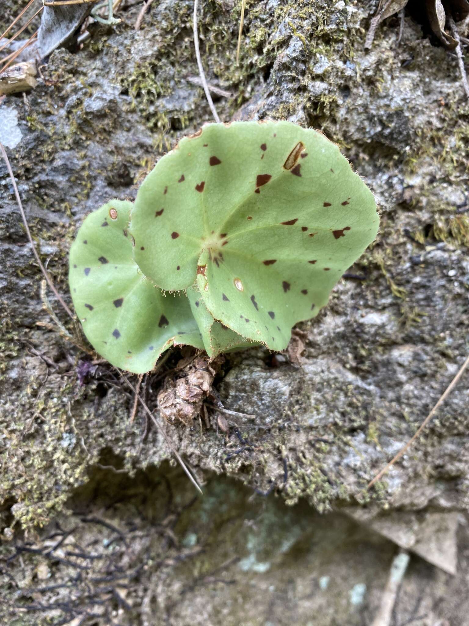 Image of Begonia motozintlensis Burt-Utley & Utley