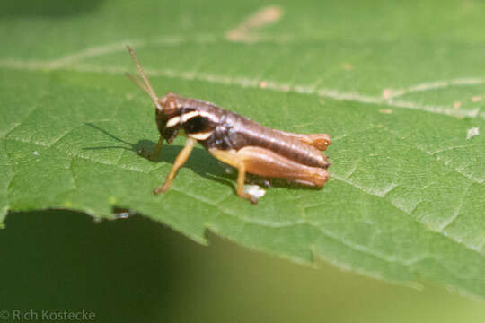 Слика од Melanoplus gracilis (Bruner & L. 1876)