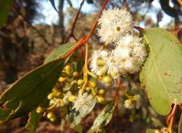 Слика од Eucalyptus behriana F. Müll.