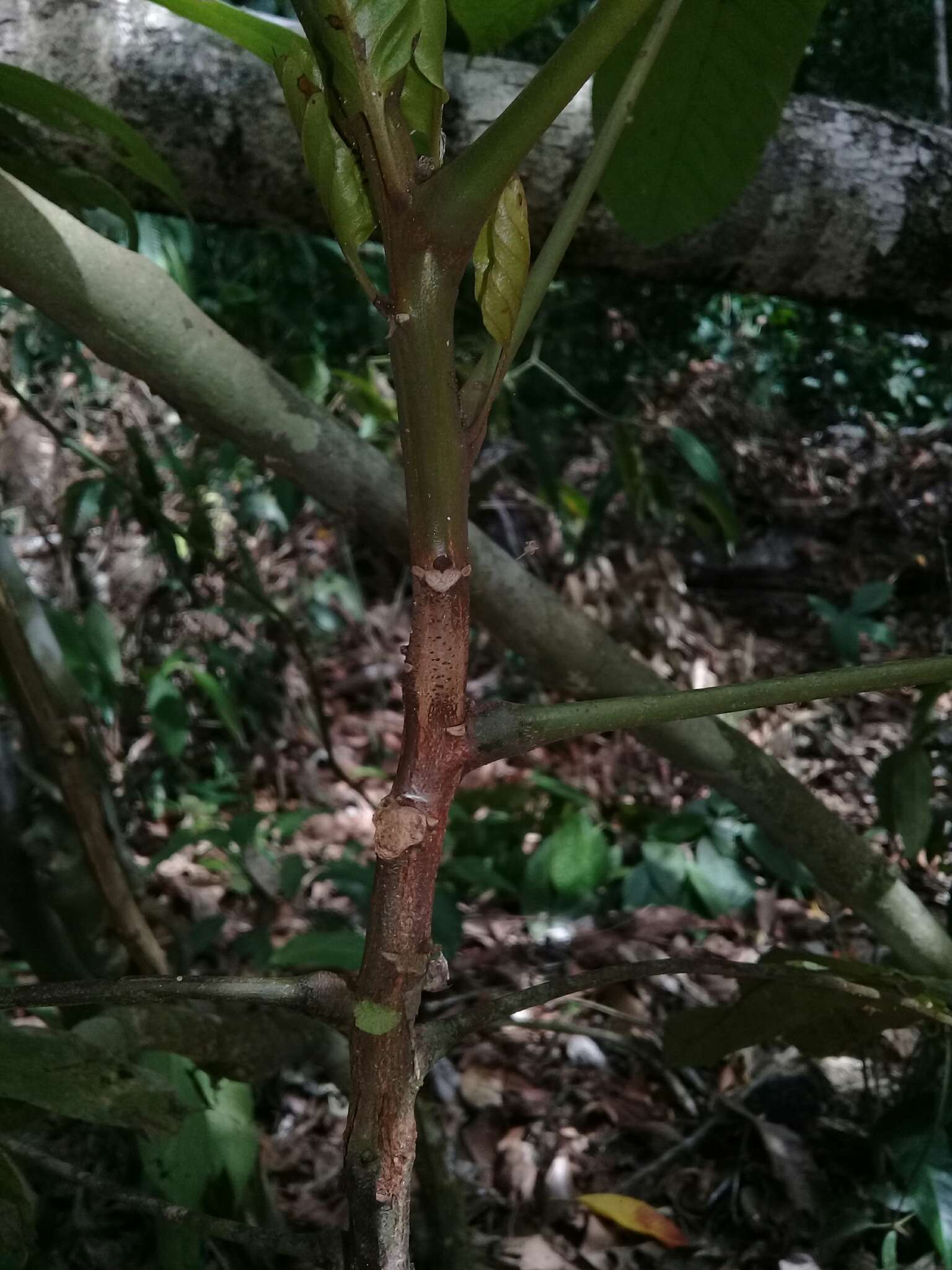 Image of Tachigali versicolor Standl. & L. O. Williams