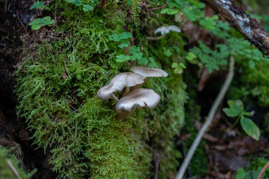 Image of Clitocybula lacerata (Scop.) Métrod 1952