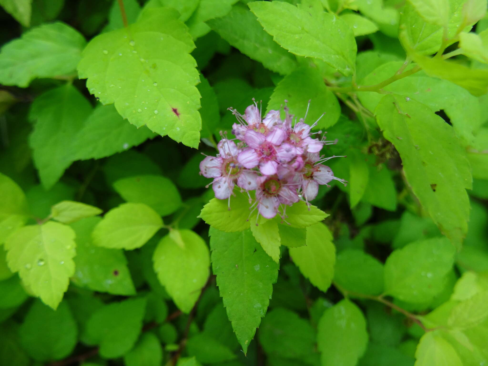 Image of Japanese meadowsweet