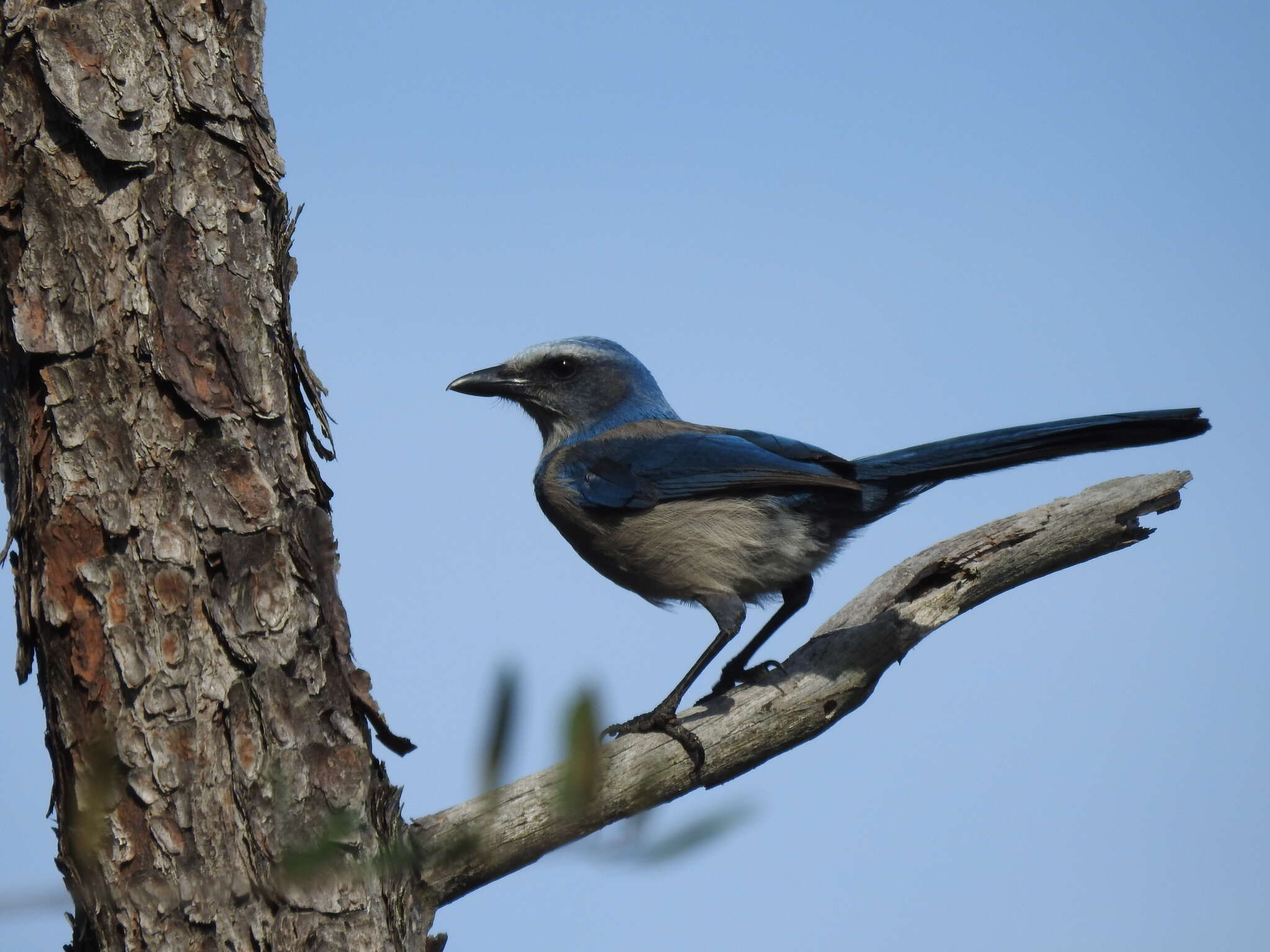 Imagem de Aphelocoma coerulescens (Bosc 1795)