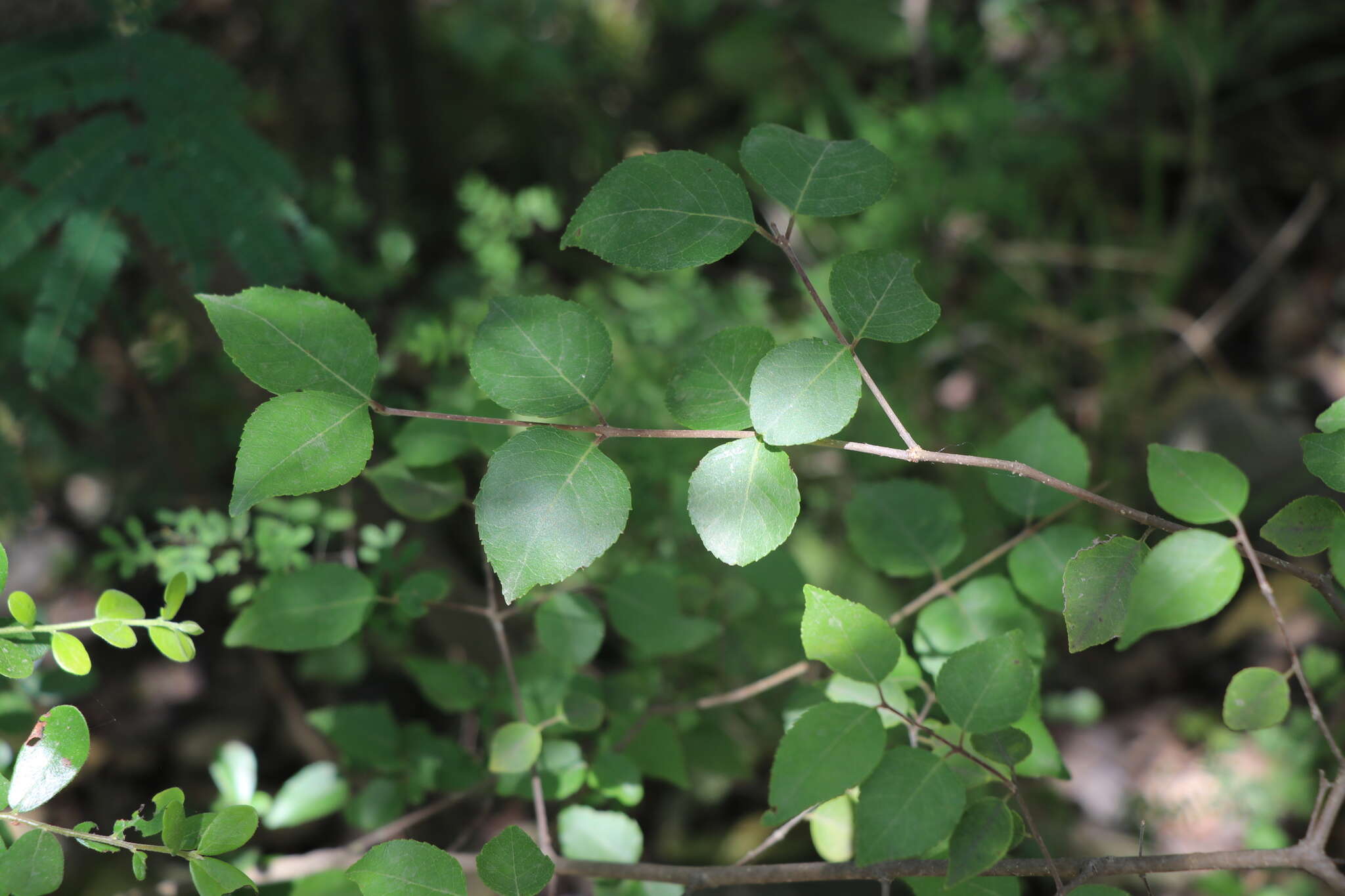 Image de Viburnum elatum Benth.