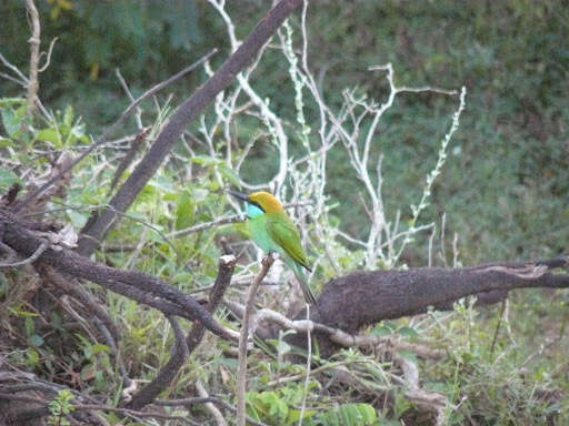 Image of Asian Green Bee-eater