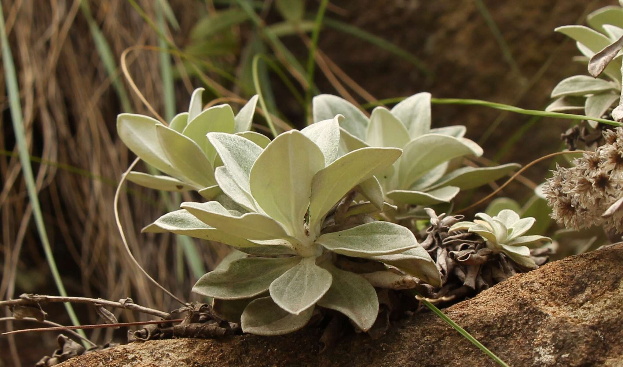 Слика од Helichrysum sutherlandii Harv.