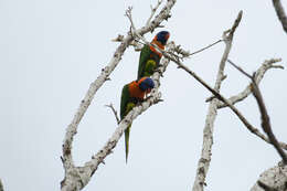 Image of Red-collared Lorikeet