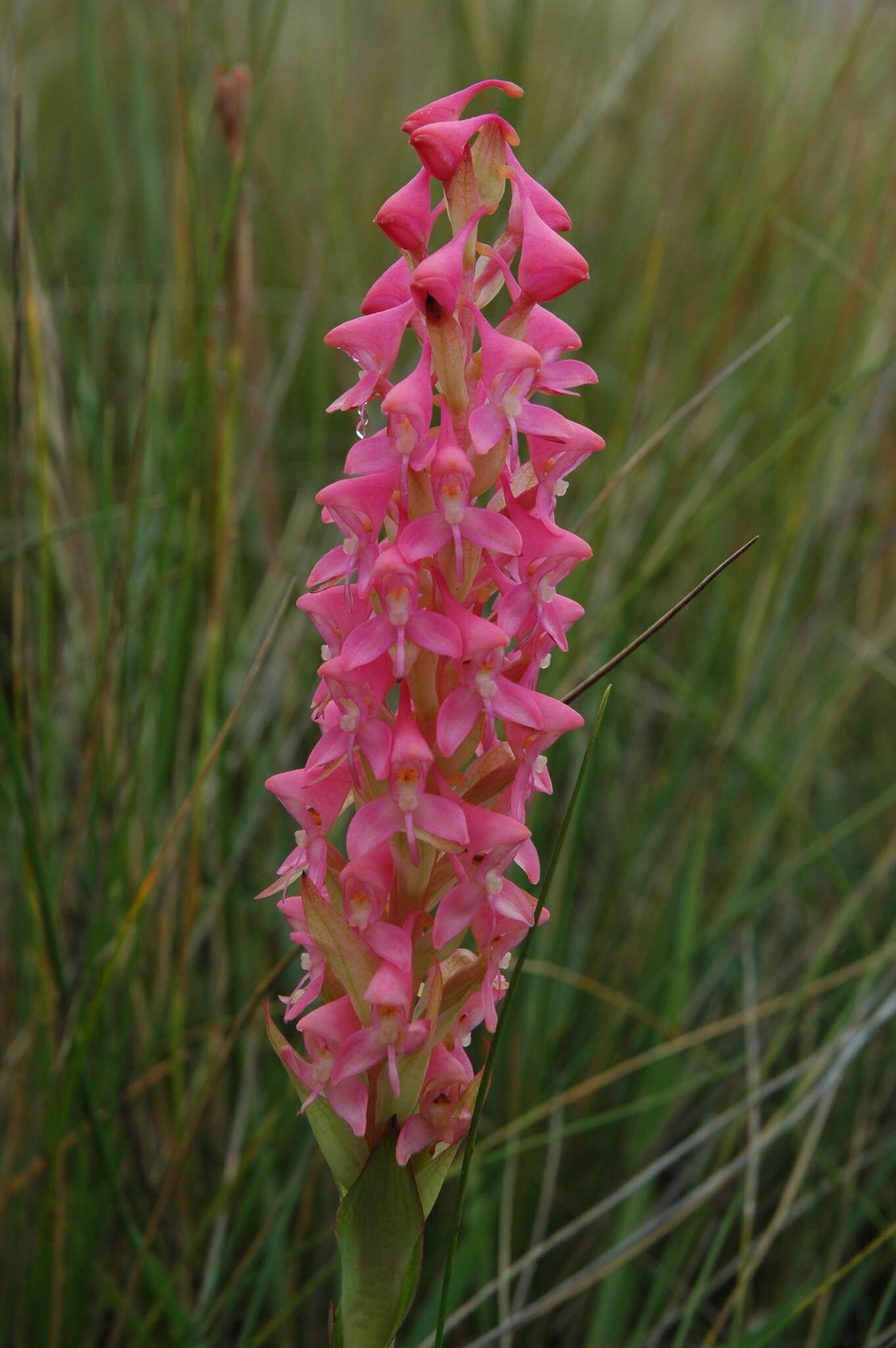 Image de Disa clavicornis H. P. Linder